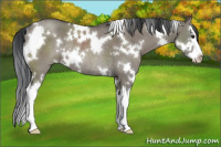 Horse Color:White Spotted Grullo Splash Rabicano 