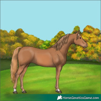 Horse Color:Chestnut 