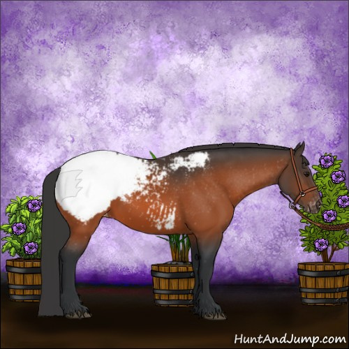 Horse Color:Bay Appaloosa 