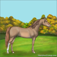 Horse Color:Red Dun 