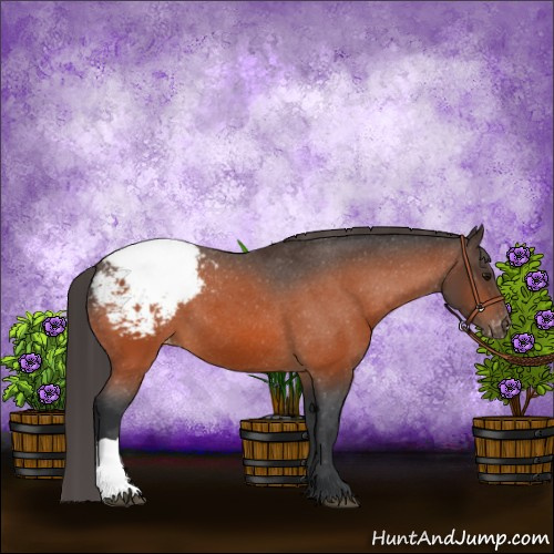 Horse Color:Bay Appaloosa 