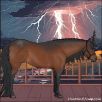 Horse Color:Brown 