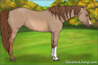 Horse Color:Red Dun 