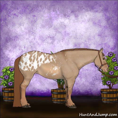 Horse Color:Red Dun Appaloosa 