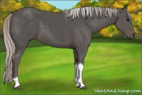 Horse Color:Silver Black Tobiano 