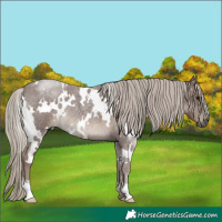 Horse Color:White Spotted Chocolate Silver Smoky Blue Roan Rabicano