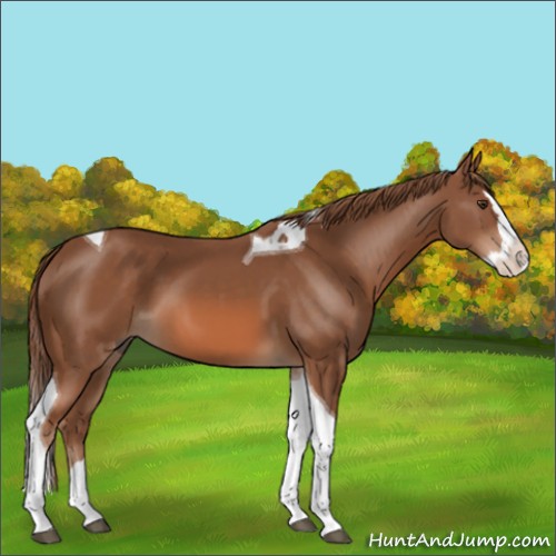 Horse Color:Unknown 