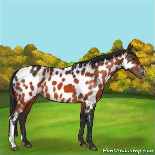 Horse Color:Bay Appaloosa 