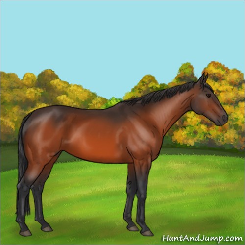 Horse Color:Bay 