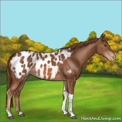 Horse Color:Chestnut Tobiano Appaloosa Rabicano 