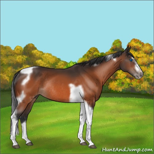 Horse Color:Unknown 