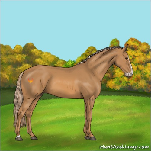 Horse Color:Chestnut Splash 