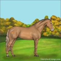 Horse Color:Chestnut Splash 