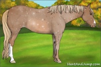 Horse Color:Chestnut Appaloosa 