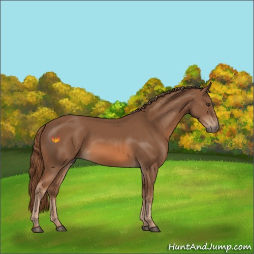 Horse Color:Chestnut Rabicano