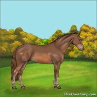 Horse Color:Chestnut Rabicano 