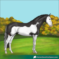 Horse Color:Smoky Black Splash Frame 