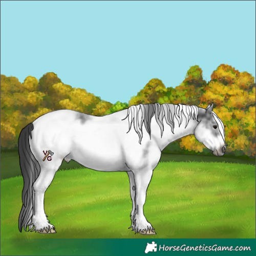 Horse Color:White Spotted Blue Roan Frame 