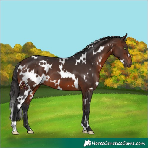Horse Color:White Spotted Brown