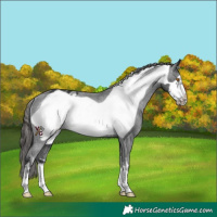 Horse Color:Black Frame Appaloosa Rabicano 