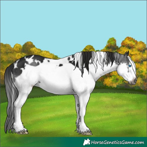 Horse Color:Gray White Spotted Black Splash Frame 
