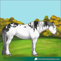 Horse Color:Gray White Spotted Black Splash Frame