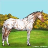 Horse Color:Silver Bay Dun Sabino Tobiano Appaloosa 
