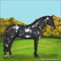 Horse Color:White Spotted Black 