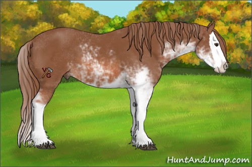 Horse Color:Chestnut Sabino Splash 