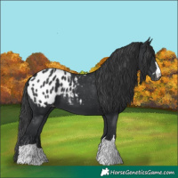 Horse Color:Black Appaloosa Rabicano 
