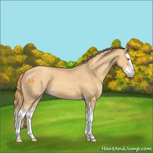 Horse Color:Gold Champagne Splash 