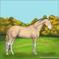 Horse Color:Gold Champagne Splash 
