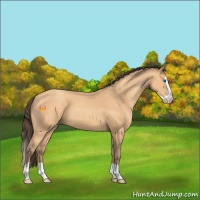 Horse Color:Amber Champagne Splash 