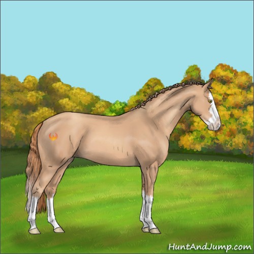 Horse Color:Gold Champagne Splash 