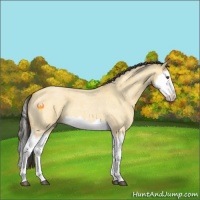 Horse Color:Buckskin Roan Dun Splash 