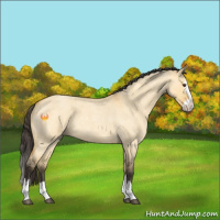 Horse Color:Buckskin Roan Dun Splash 