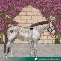 Horse Color:Amber Champagne Ice Sabino Tobiano Appaloosa  and White Spotted Amber Champagne Ice Sabino Appaloosa 