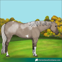 Horse Color:Silver Grullo Tobiano 