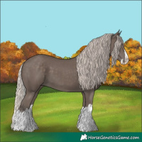 Horse Color:Silver Black Splash 