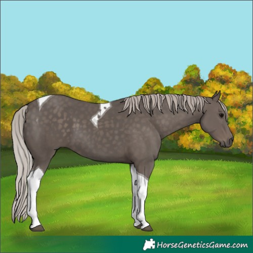 Horse Color:Silver Black Tobiano