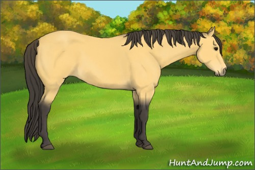 Horse Color:Buckskin 