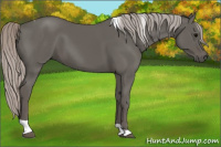 Horse Color:Silver Black Tobiano 