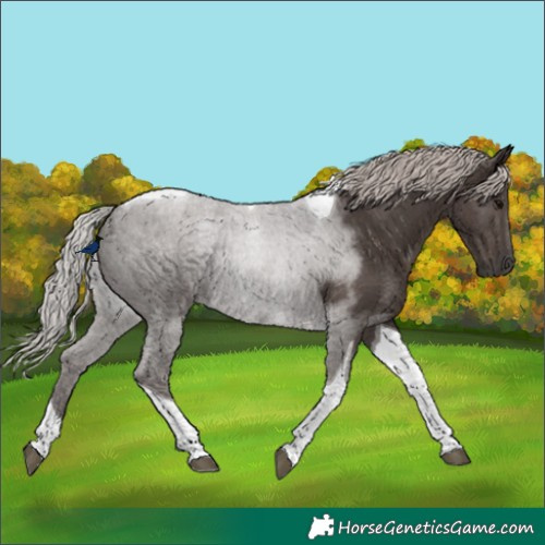 Horse Color:Silver Black Tobiano 