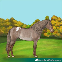 Horse Color:Liver Red Dun Appaloosa Rabicano Brindle