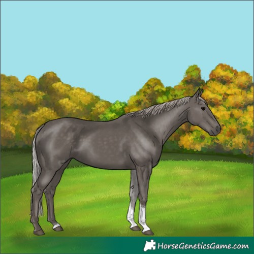 Horse Color:Silver Black Tobiano