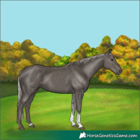 Horse Color:Silver Black Tobiano 