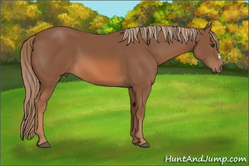 Horse Color:Chestnut 