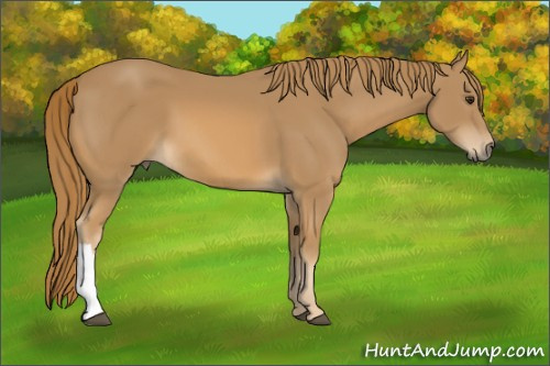 Horse Color:Chestnut 