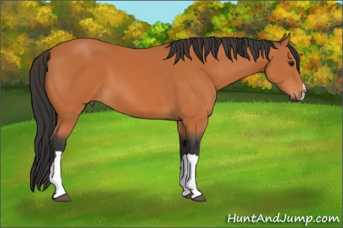 Horse Color:Bay 
