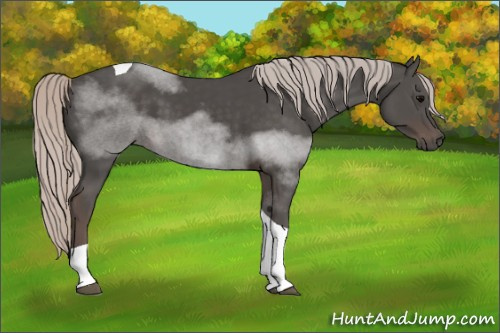 Horse Color:Silver Black Tobiano 